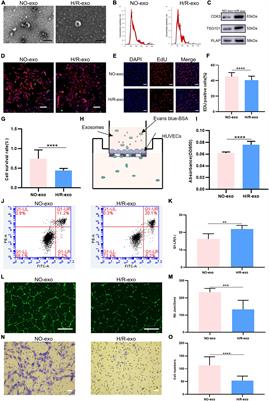 Influence of placental exosomes from early onset preeclampsia women umbilical cord plasma on human umbilical vein endothelial cells